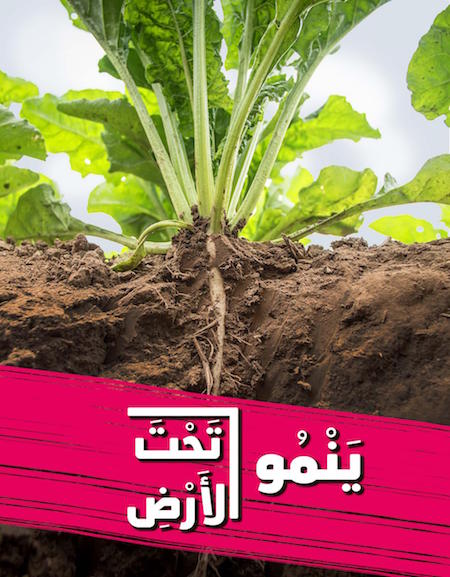 ينمو تحت الأرض