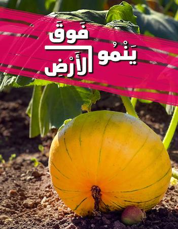 ينمو فوق الأرض