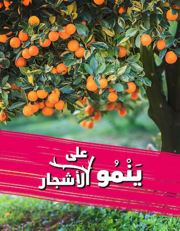 ينمو على الأشجار 