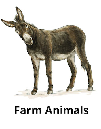 Farm Animals