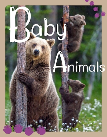 Baby Animals