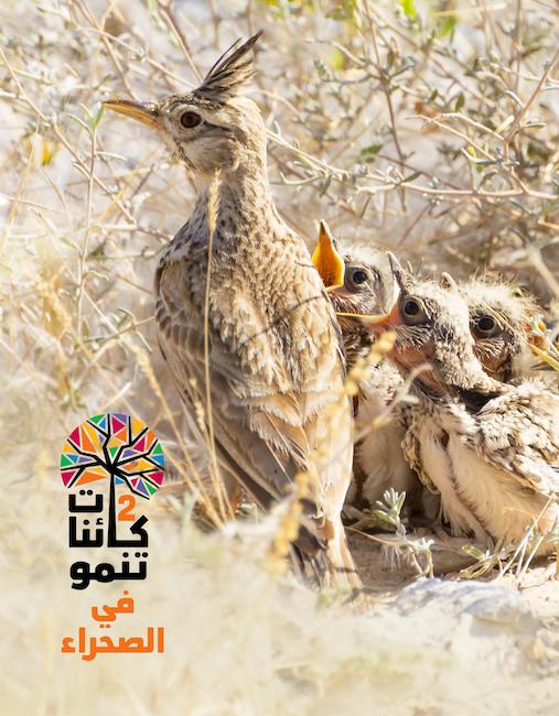 كائنات تنمو فى الصحراء